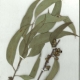 Scanned herbarium image Eucalyptus sieberi