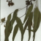 Scanned herbarium image Eucalyptus tereticornis