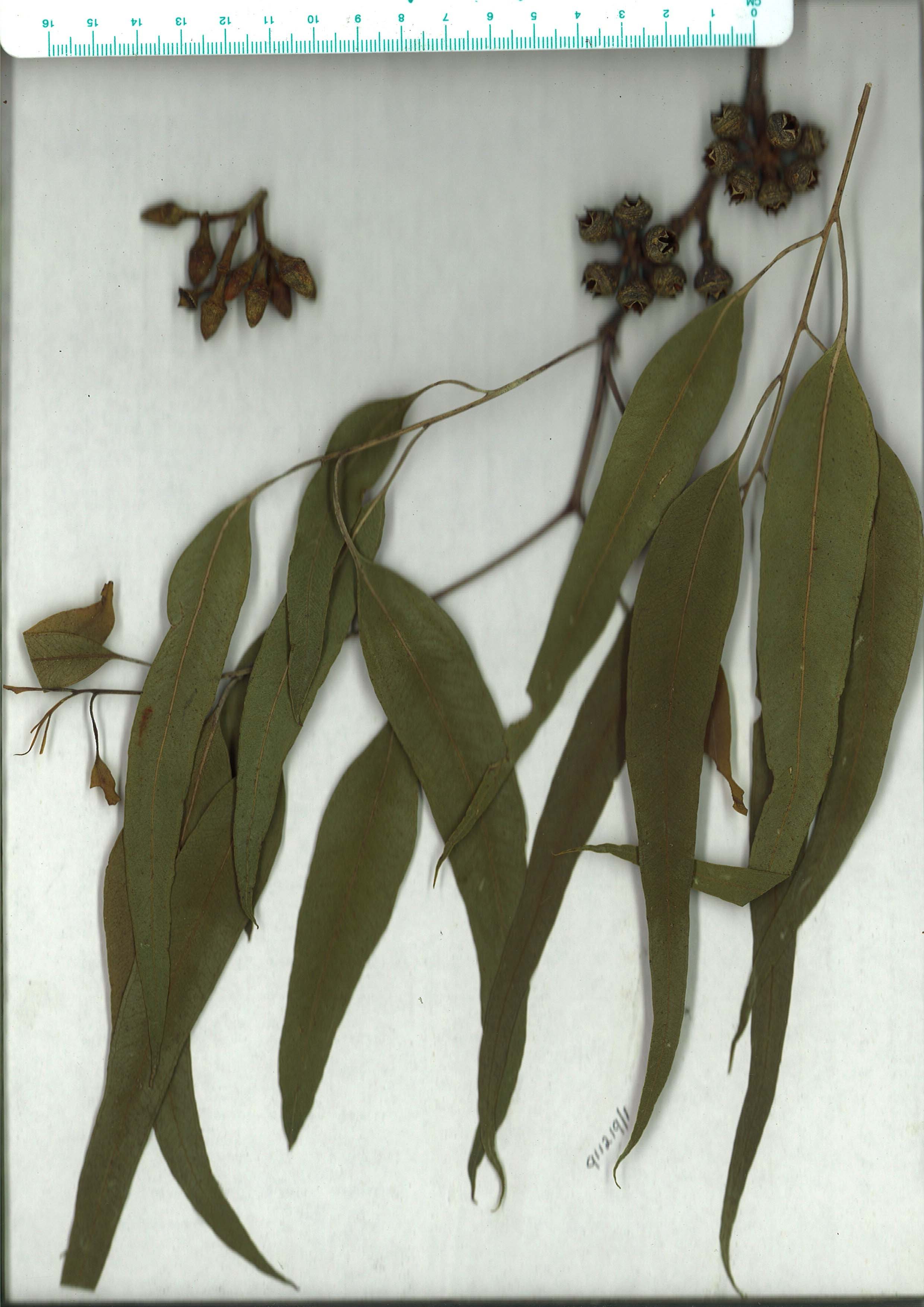 Scanned herbarium image Eucalyptus tereticornis