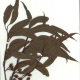 Scanned herbarium image Eucalyptus tricarpa