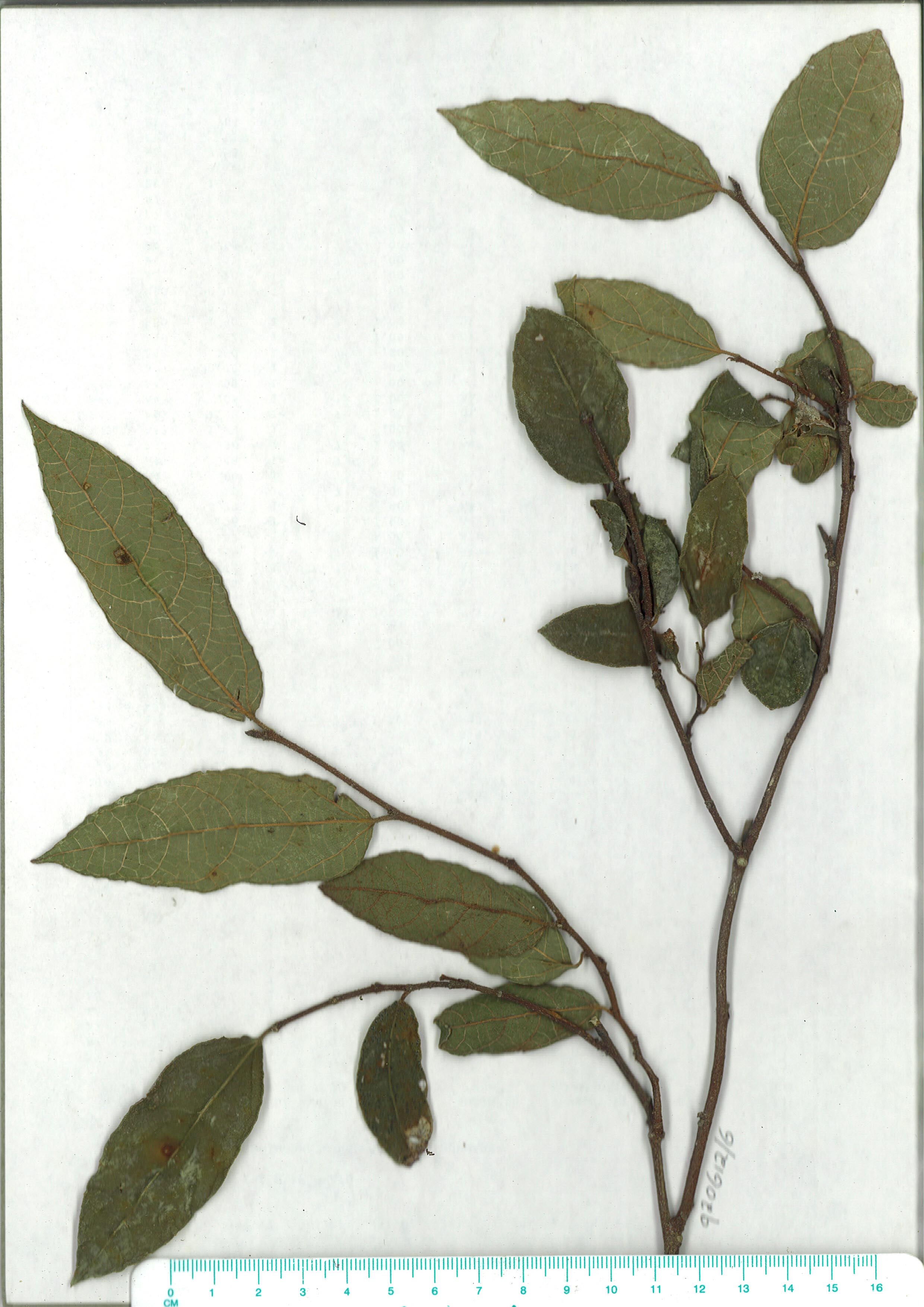 Scanned herbarium image Ficus coronata