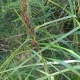 Image courtesy of Plant Database Gahnia melanocarpa