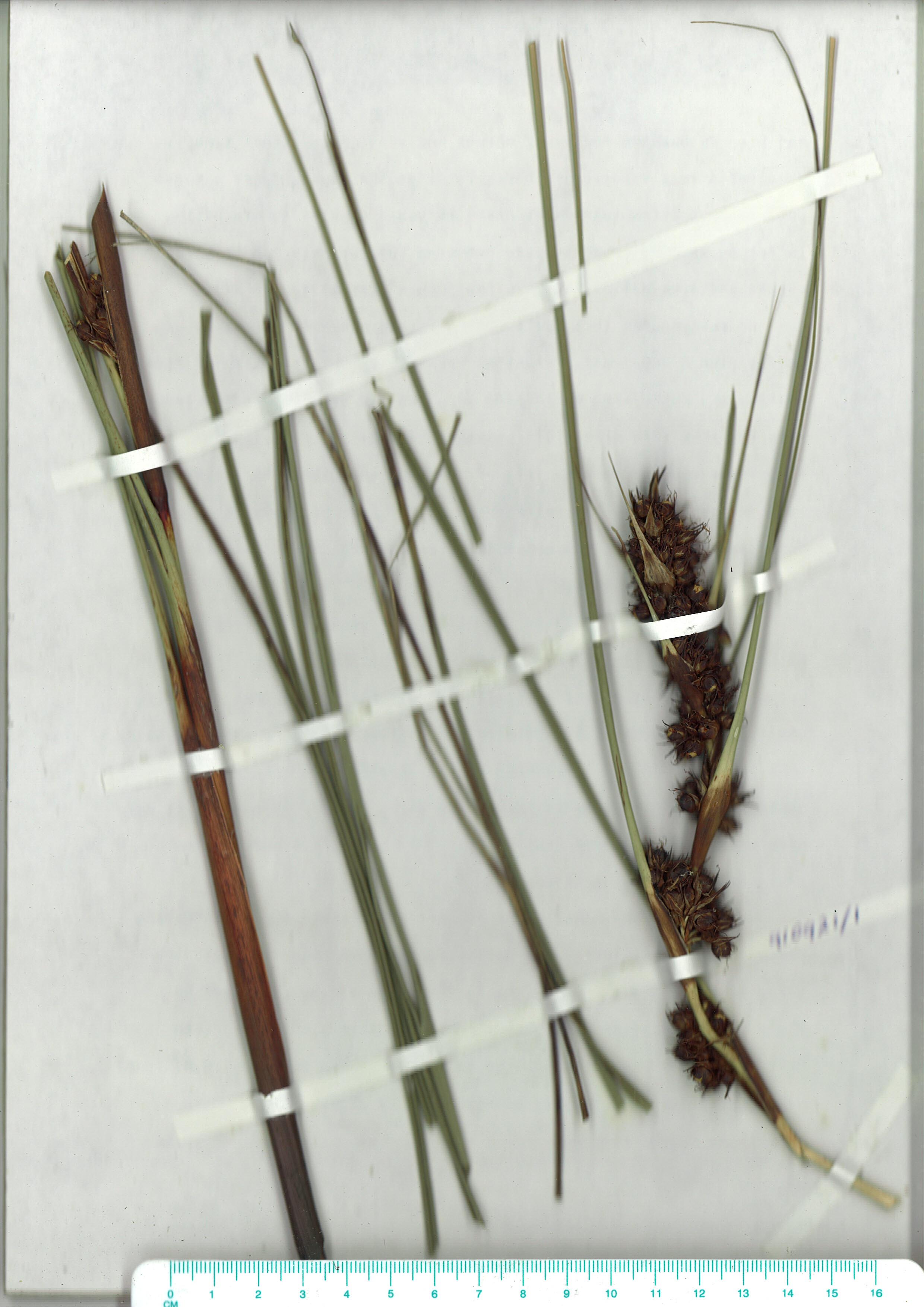Scanned herbarium image of Gahnia aspera