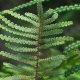 Image courtesy of Plant Database Gleichenia_dicarpa_pouched_coral_fern