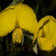 Image courtesy of Steve Burrows Gompholobium latifolium