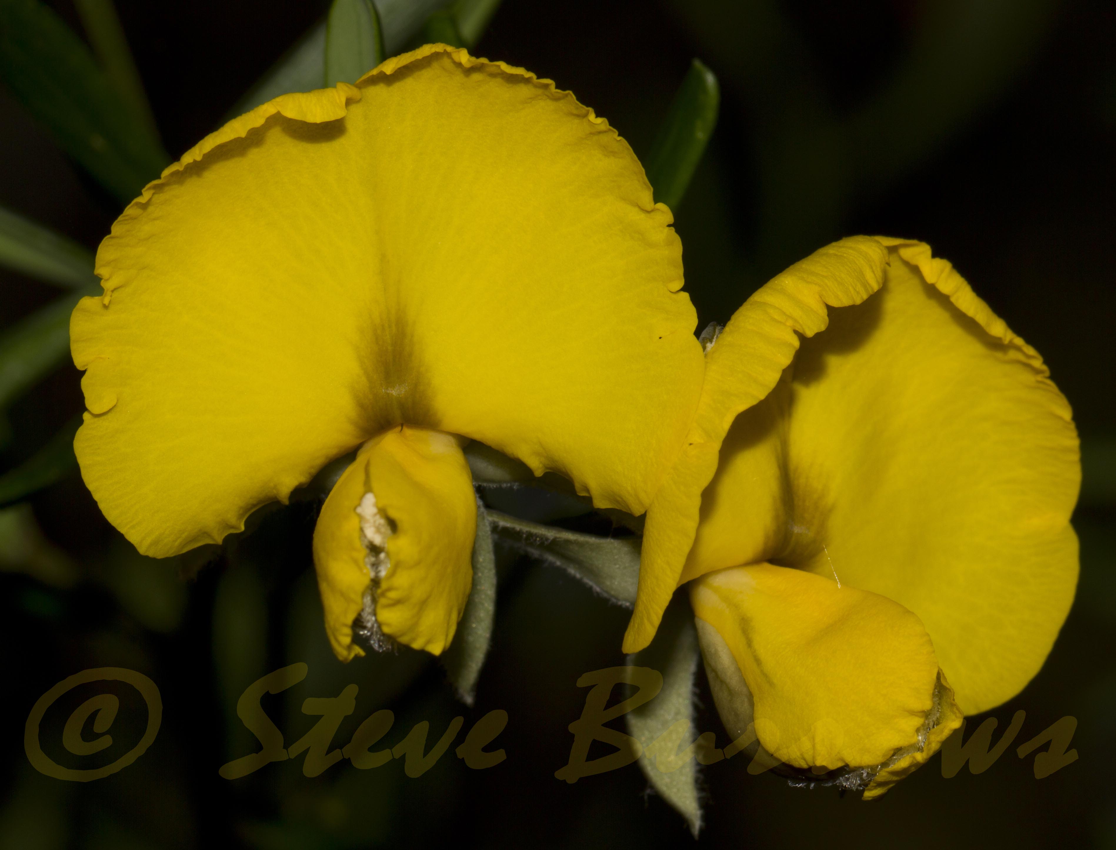 Image courtesy of Steve Burrows Gompholobium latifolium