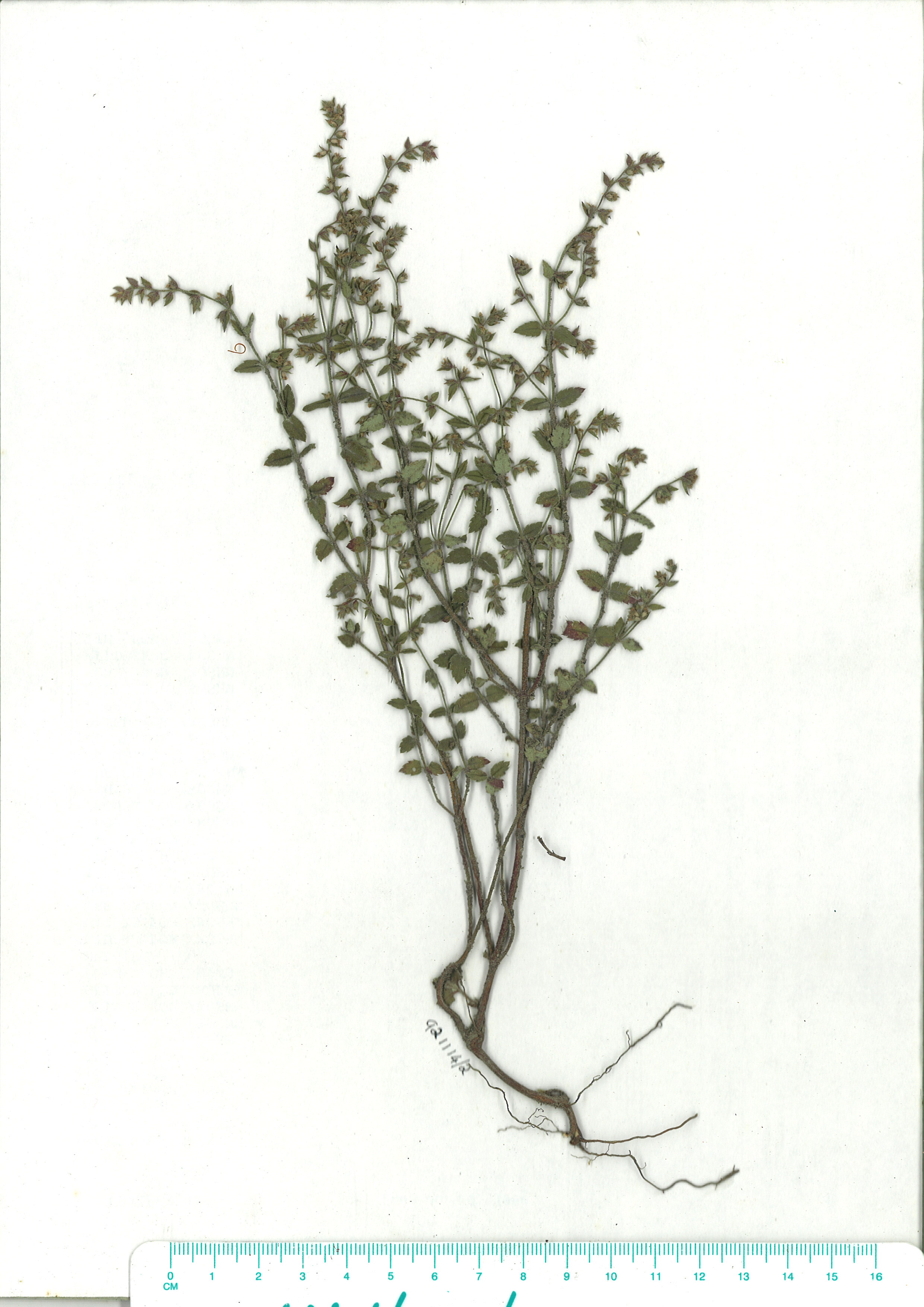 Scanned herbarium image of Gonocarpus teucrioides