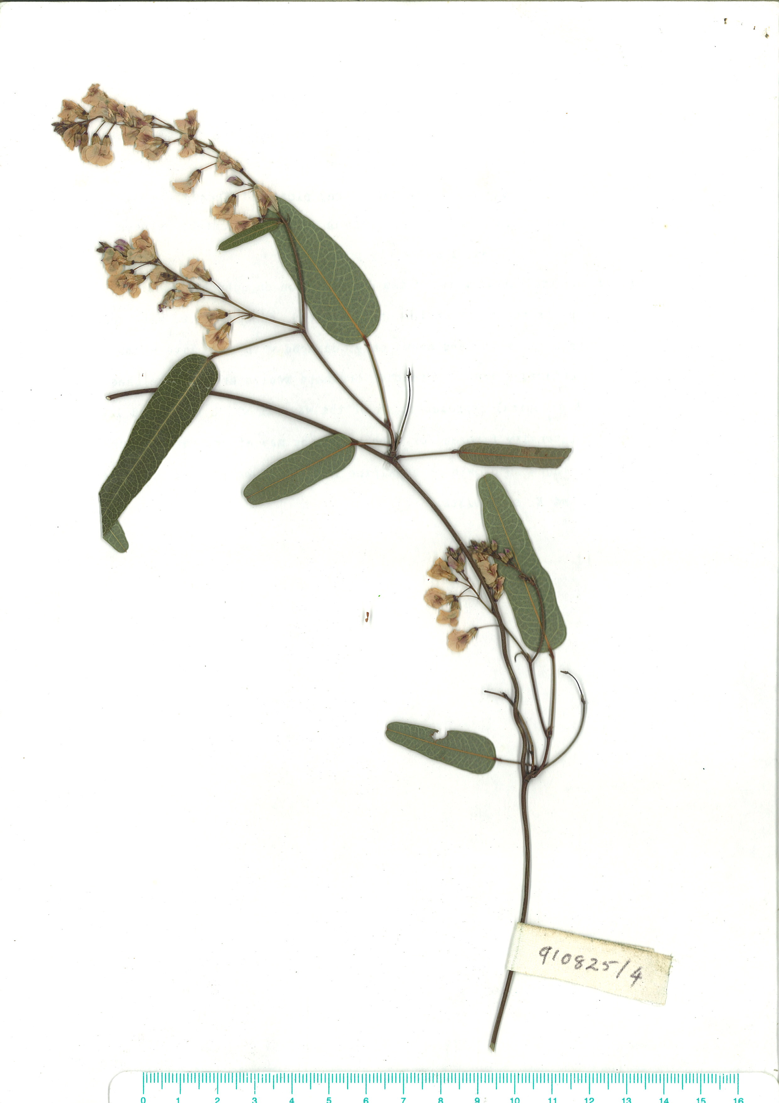 Scanned herbarium image of Hardenbergia violacea