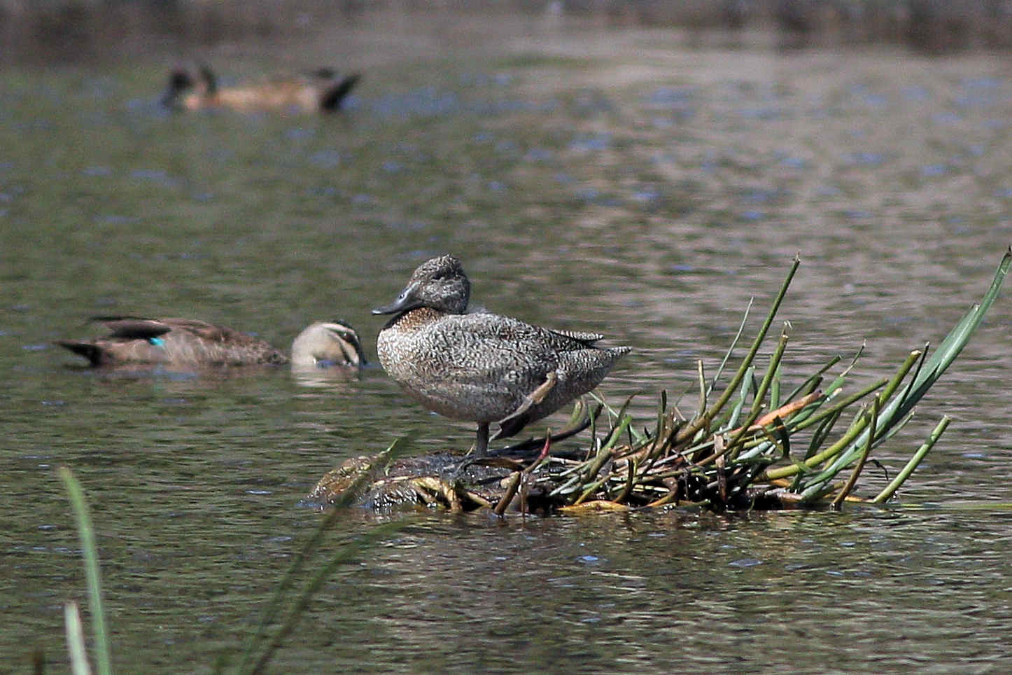 Image courtesy of Max Sutcliffe Freckled Duck sighting near Wallagoot lake