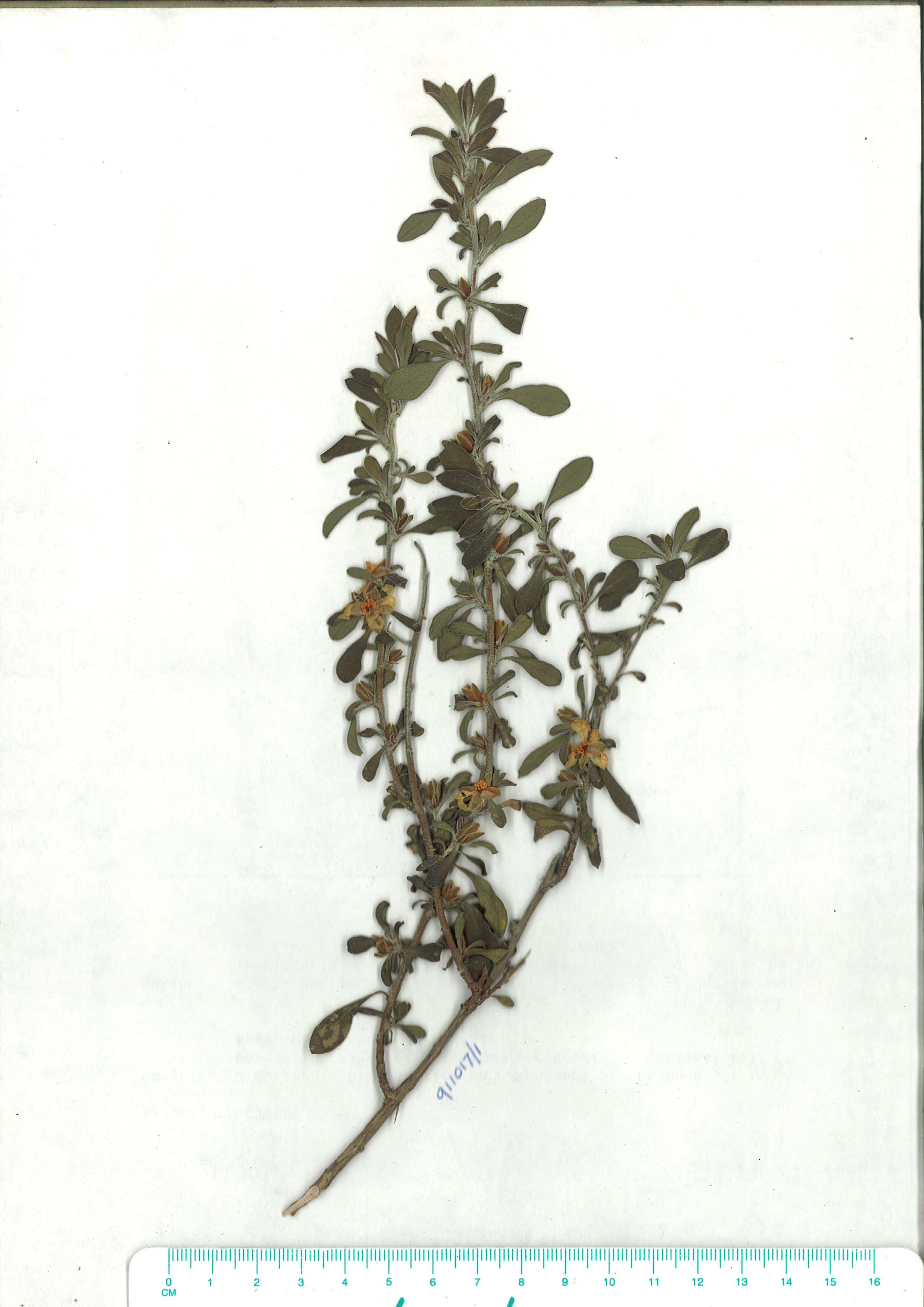 Scanned herbarium image Hibbertia obusifolia