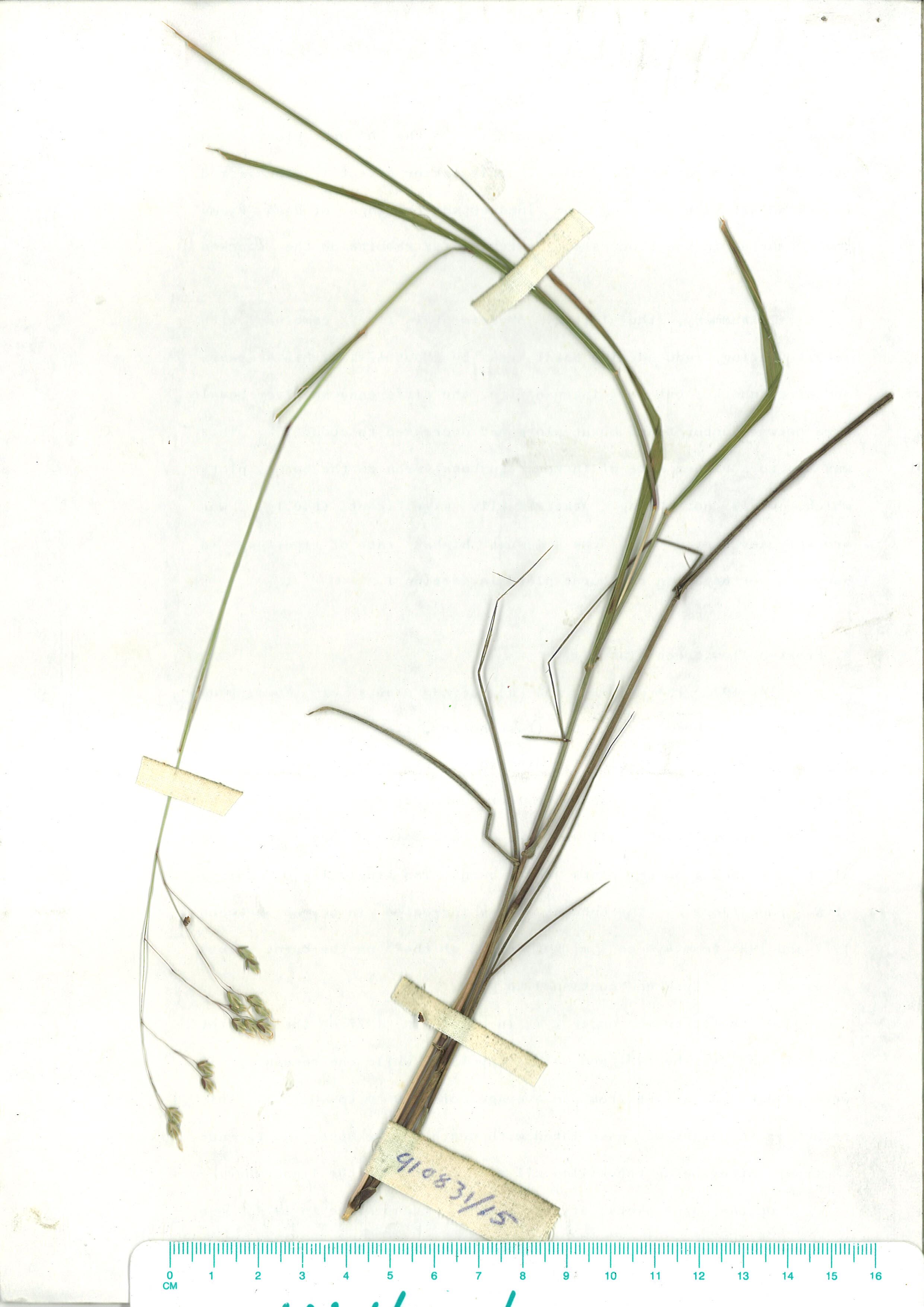 Scanned herbarium image Hierochloe rariflora
