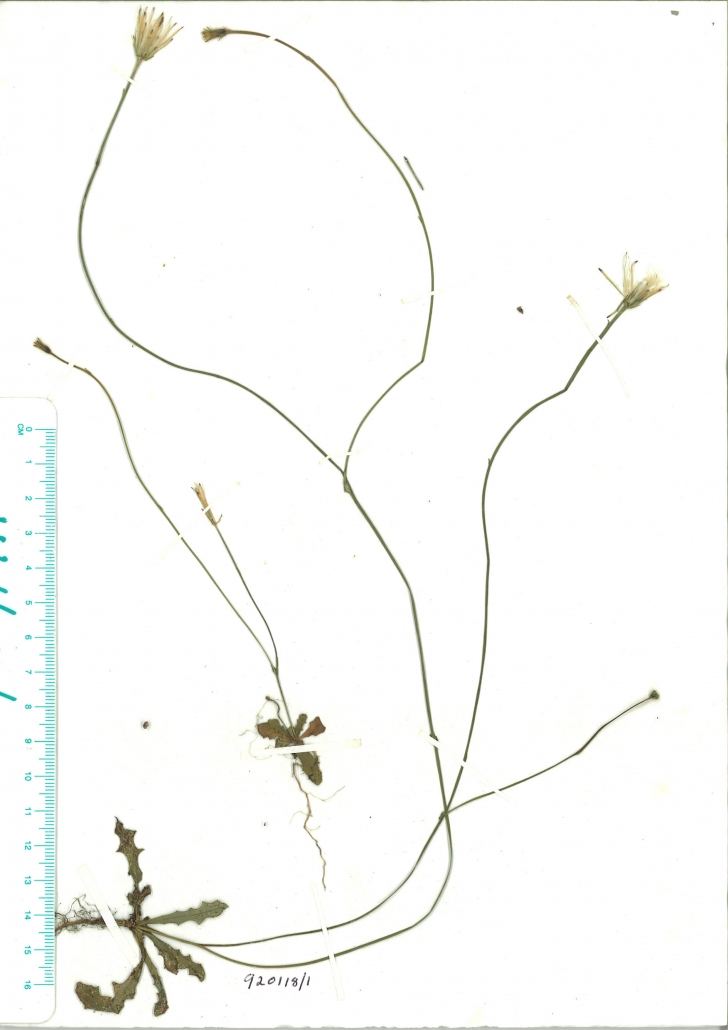 Scanned herbarium image of Hypochaeris glabra