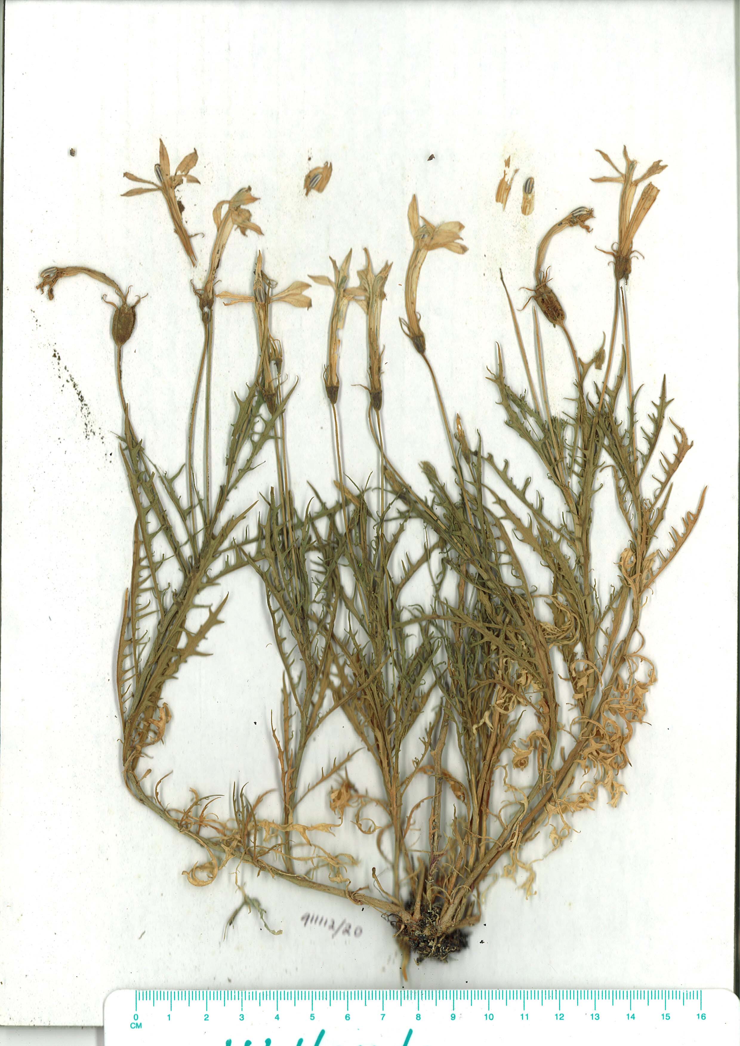 Scanned herbarium image of Isotoma axillaris