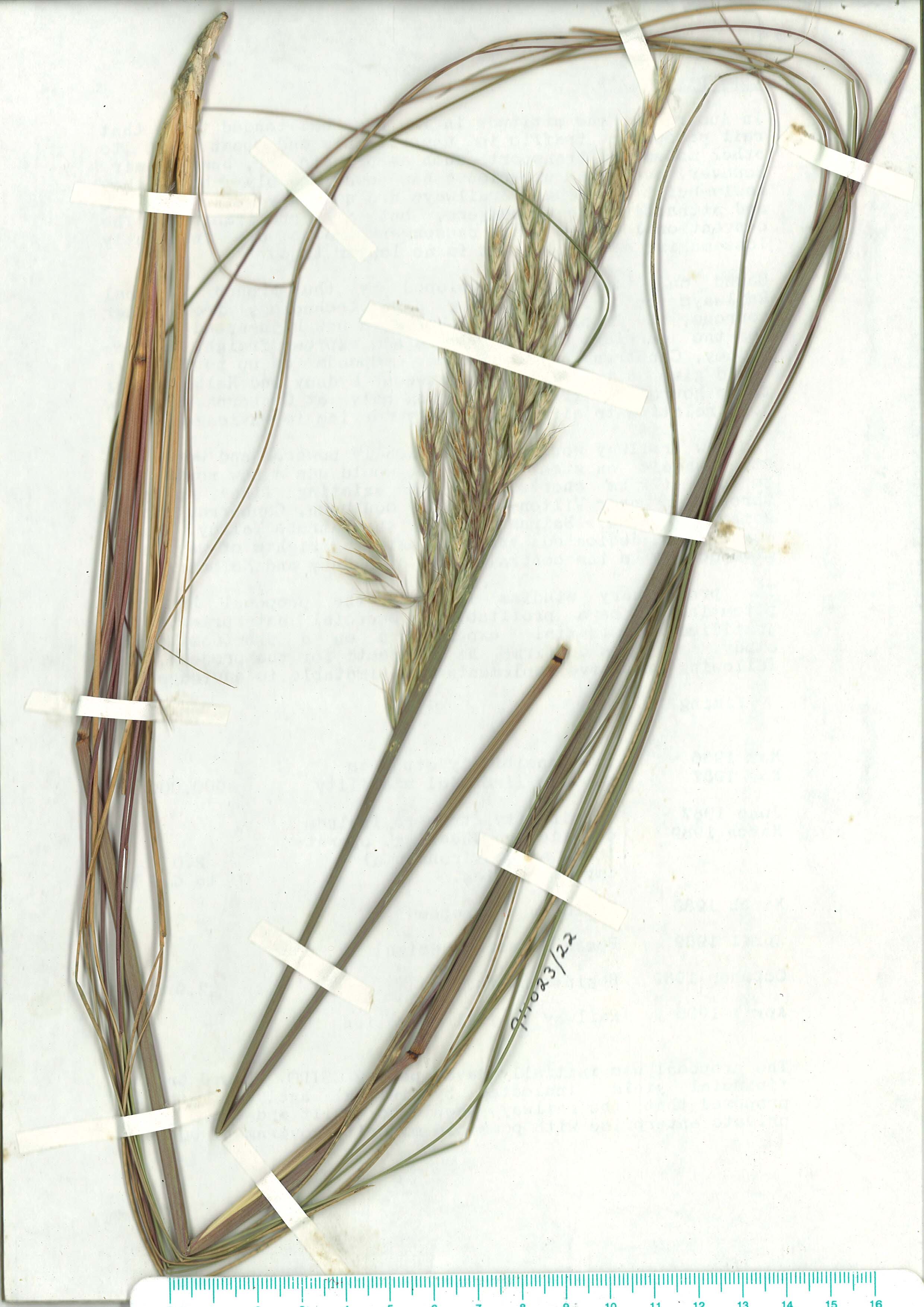 Scanned herbarium image of Joycea pallida