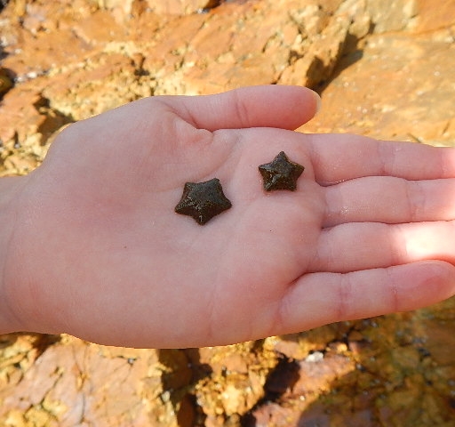 starfish on students hand
