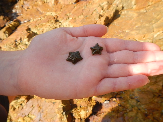 starfish on students hand