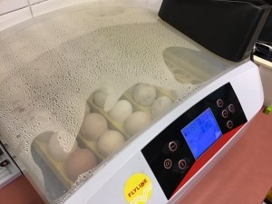 eggs in an incubator