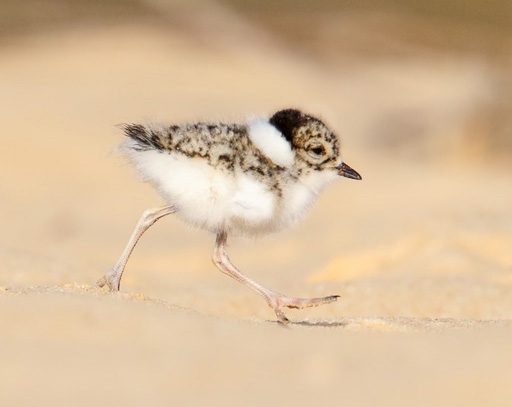 hooded plover chick